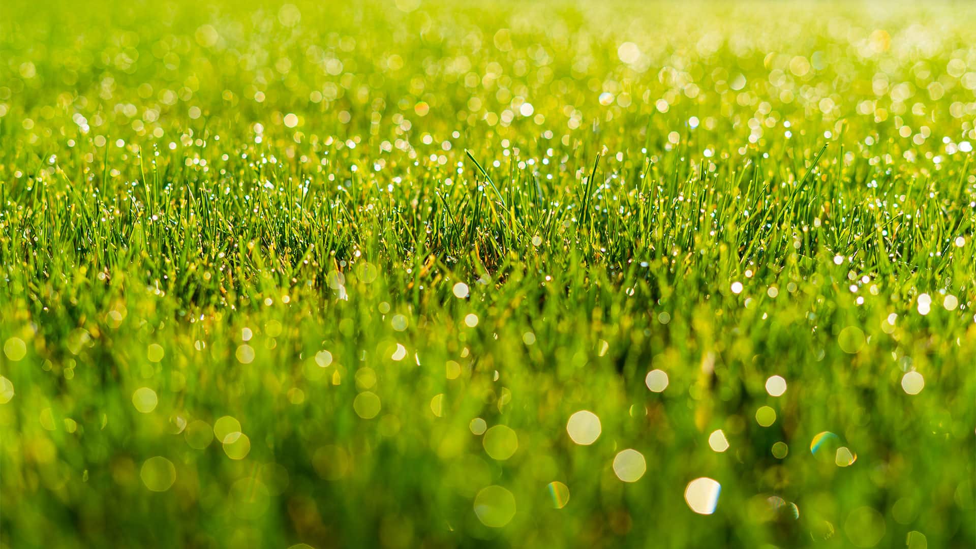 Lawn Banner Image